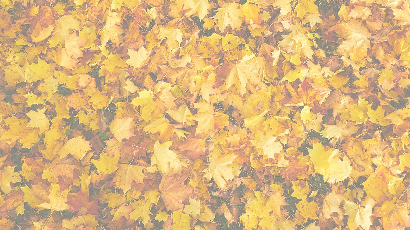 Das Bild ist eine Nahaufnahme eines dichten Teppichs aus Herbstlaub, das den gesamten Rahmen ausfüllt. Es zeigt überwiegend Ahornblätter in leuchtenden Gelb-, Gold- und Ockertönen, durchmischt mit einigen rötlich-braunen Akzenten. Die Blätter überlappen sich stark und bilden eine reichhaltige, unregelmäßige Textur. Die Beleuchtung ist hell, was die warmen Farben intensiviert und eine typische, warme Herbststimmung vermittelt.